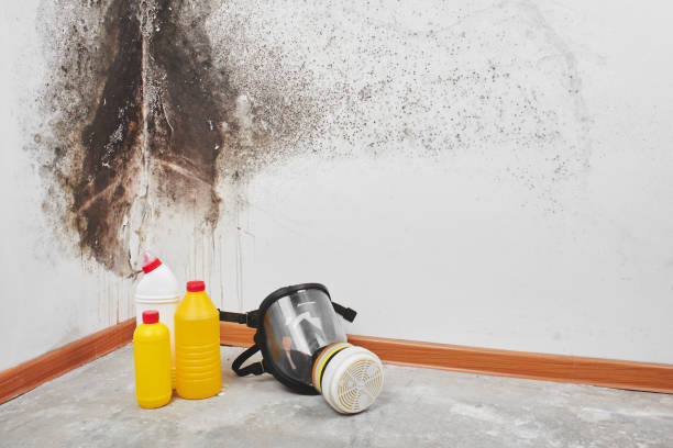 Best Black Mold Removal  in El Dorado Springs, MO