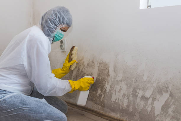 Office Mold Removal Services in El Dorado Springs, MO