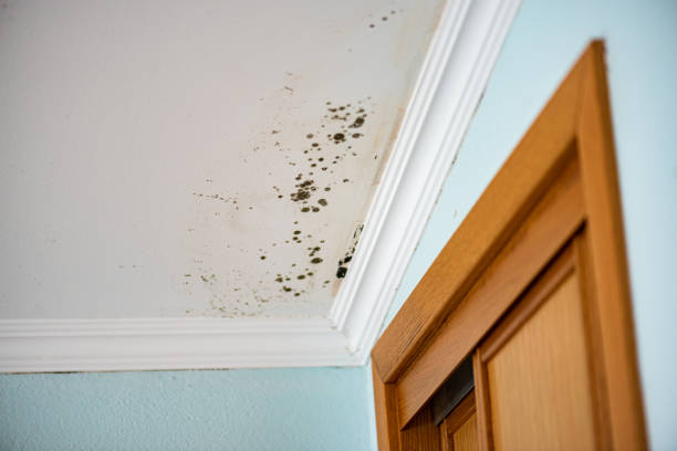 Professional Mold Removal in El Dorado Springs, MO