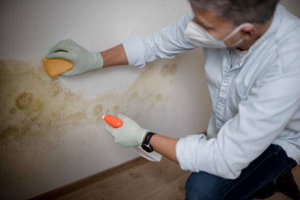 Certified Mold Removal in El Dorado Springs, MO