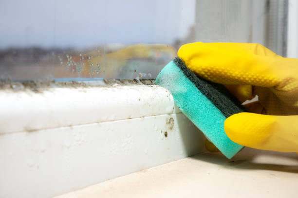 Best Commercial Mold Removal  in El Dorado Springs, MO