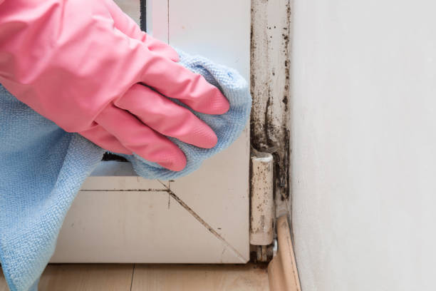 Best Mold Cleaning Services  in El Dorado Springs, MO